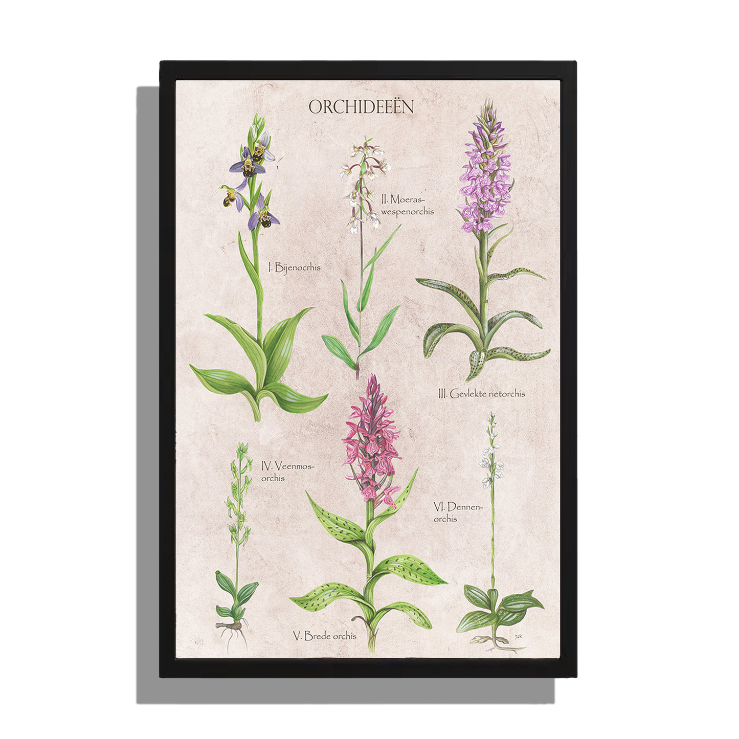 Ingelijst "Orchideeën"