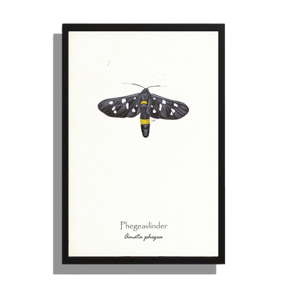 Ingelijst "Phegeavlinder"