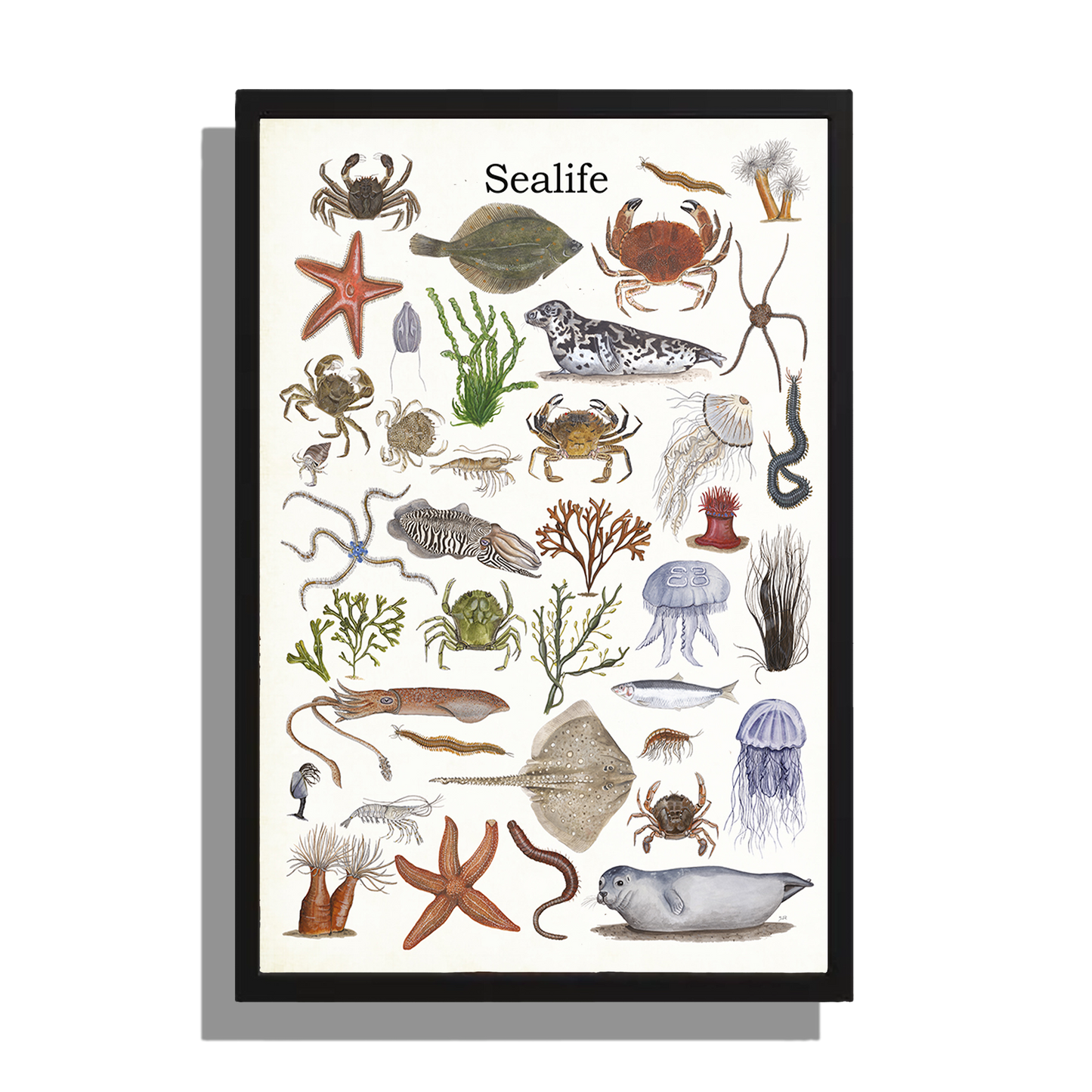 Ingelijst "Sealife"