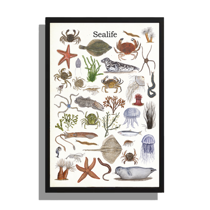 Ingelijst "Sealife"