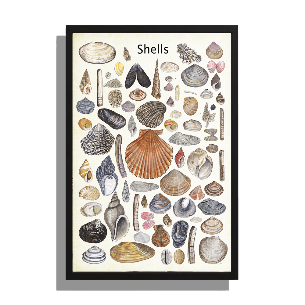 Ingelijst "Shells"