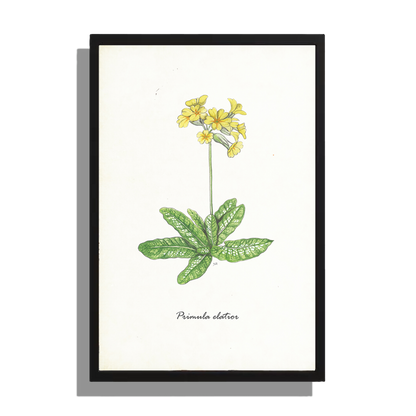 Ingelijst "Slanke sleutelbloem"