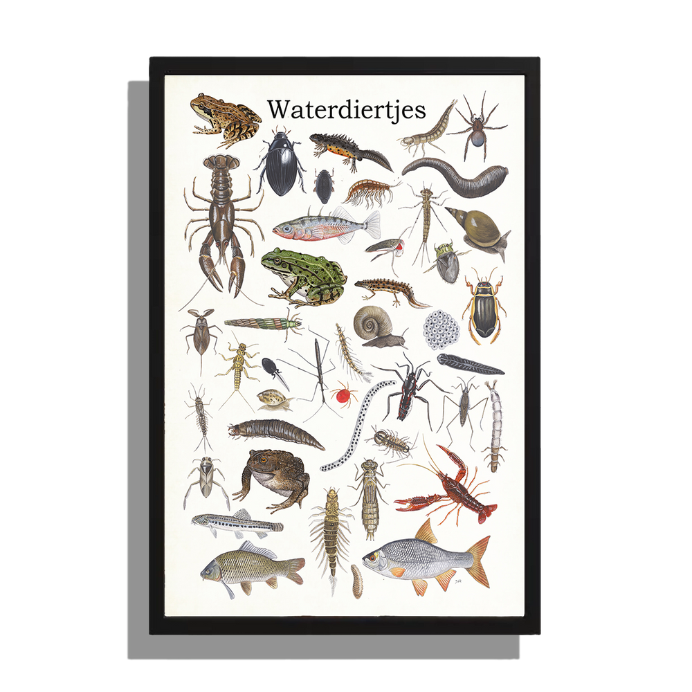 Ingelijst "Waterdiertjes"