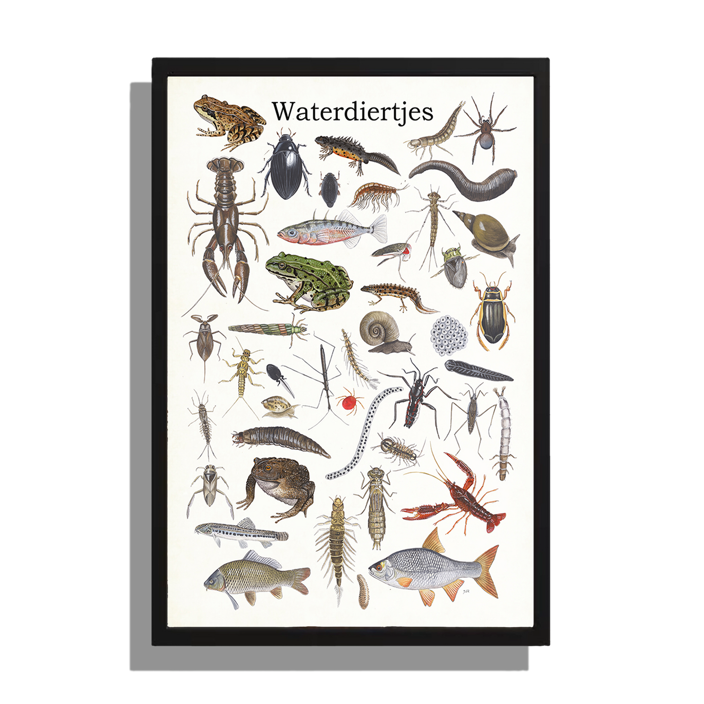 Ingelijst "Waterdiertjes"