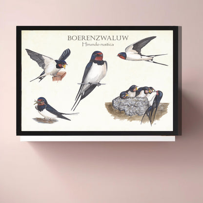 Ingelijst "Boerenzwaluw, het leven van"