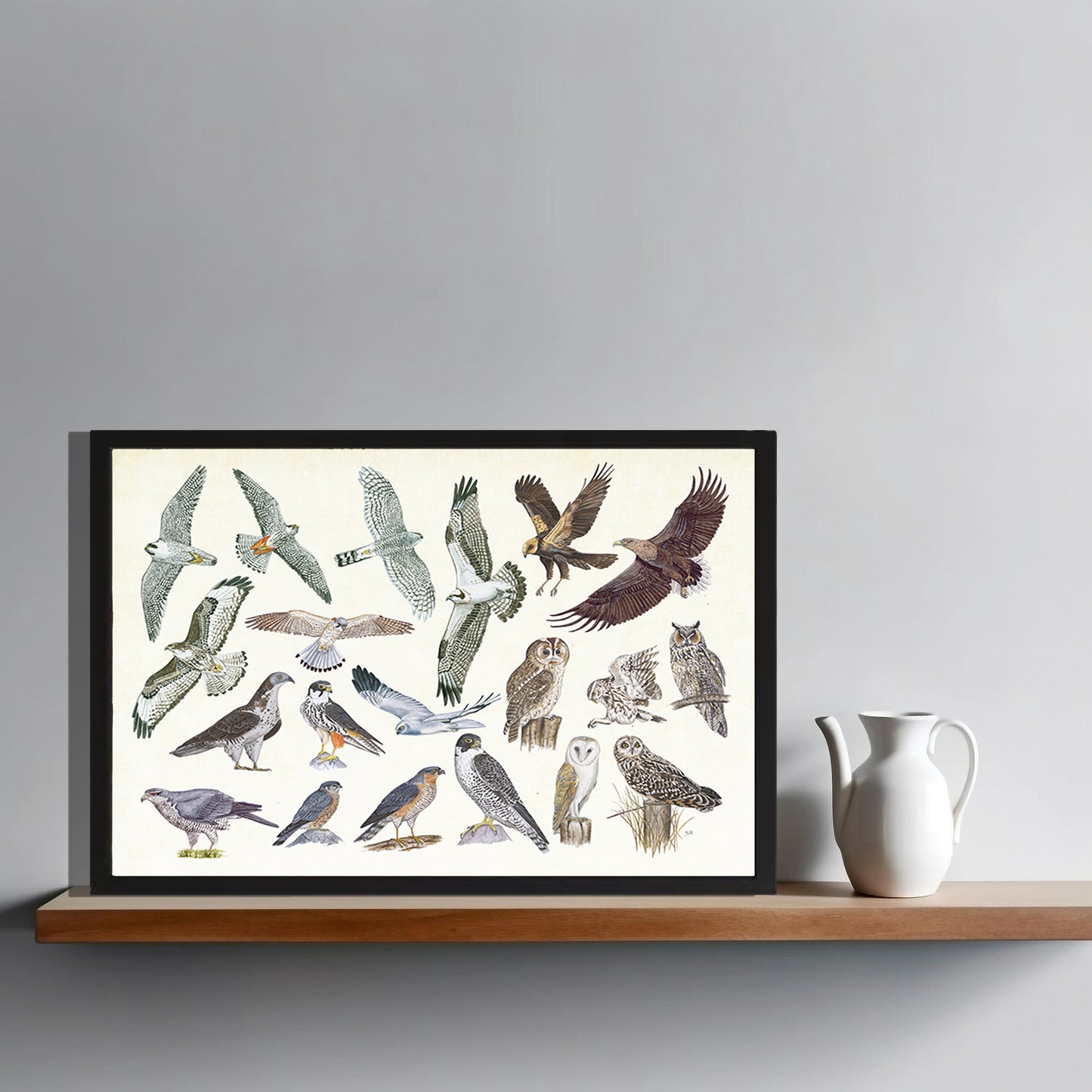 Ingelijst "Roofvogels en uilen"