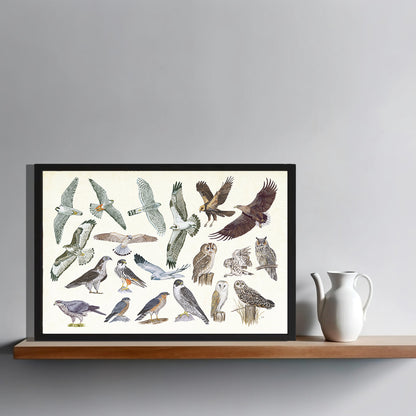 Ingelijst "Roofvogels en uilen"