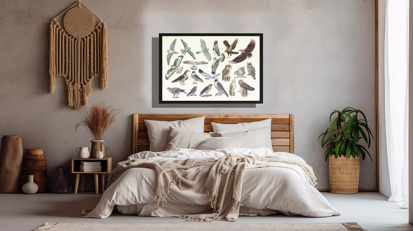 Ingelijst "Roofvogels en uilen"