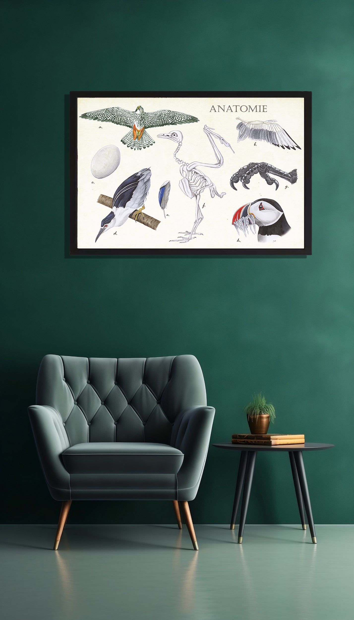 Ingelijst "Anatomie Birds"