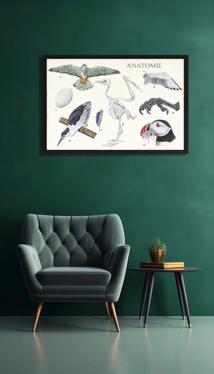 Ingelijst "Anatomie Birds"