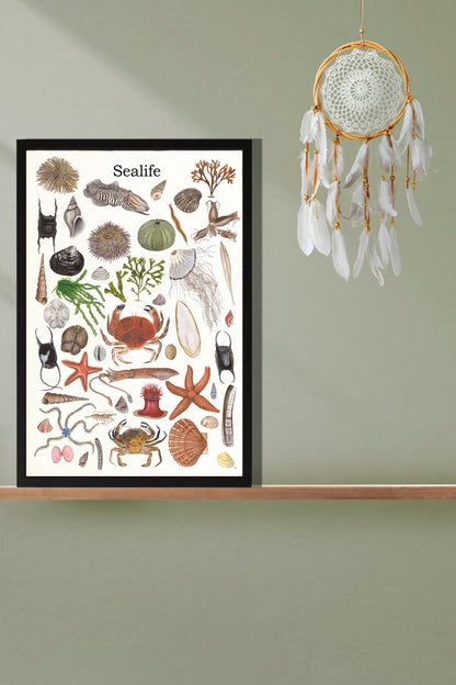 Ingelijst "Sealife 2"