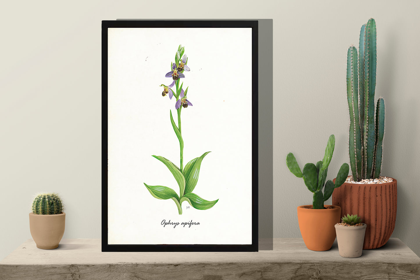 Ingelijst "Bijenorchis"