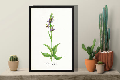 Ingelijst "Bijenorchis"