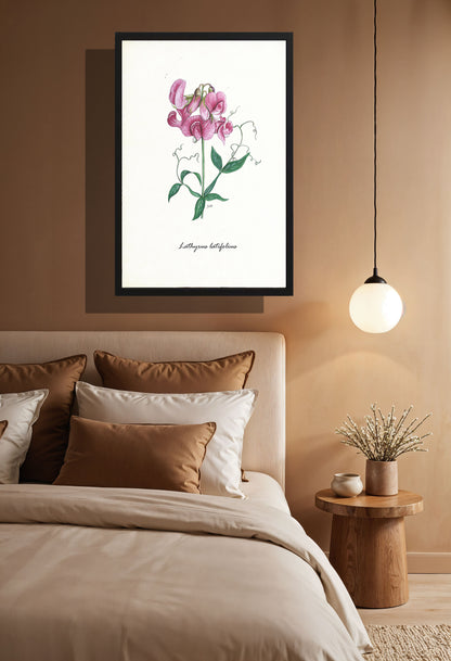 Ingelijst "Brede lathyrus"