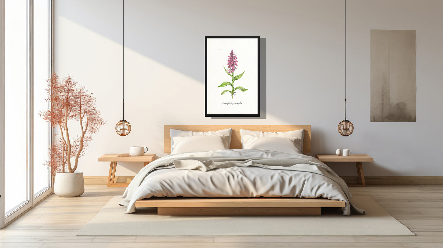Ingelijst "Brede orchis"