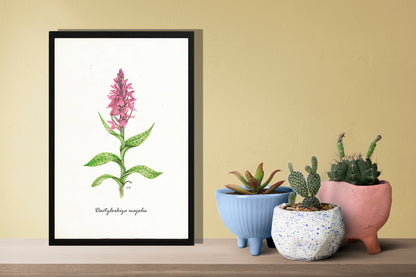 Ingelijst "Brede orchis"