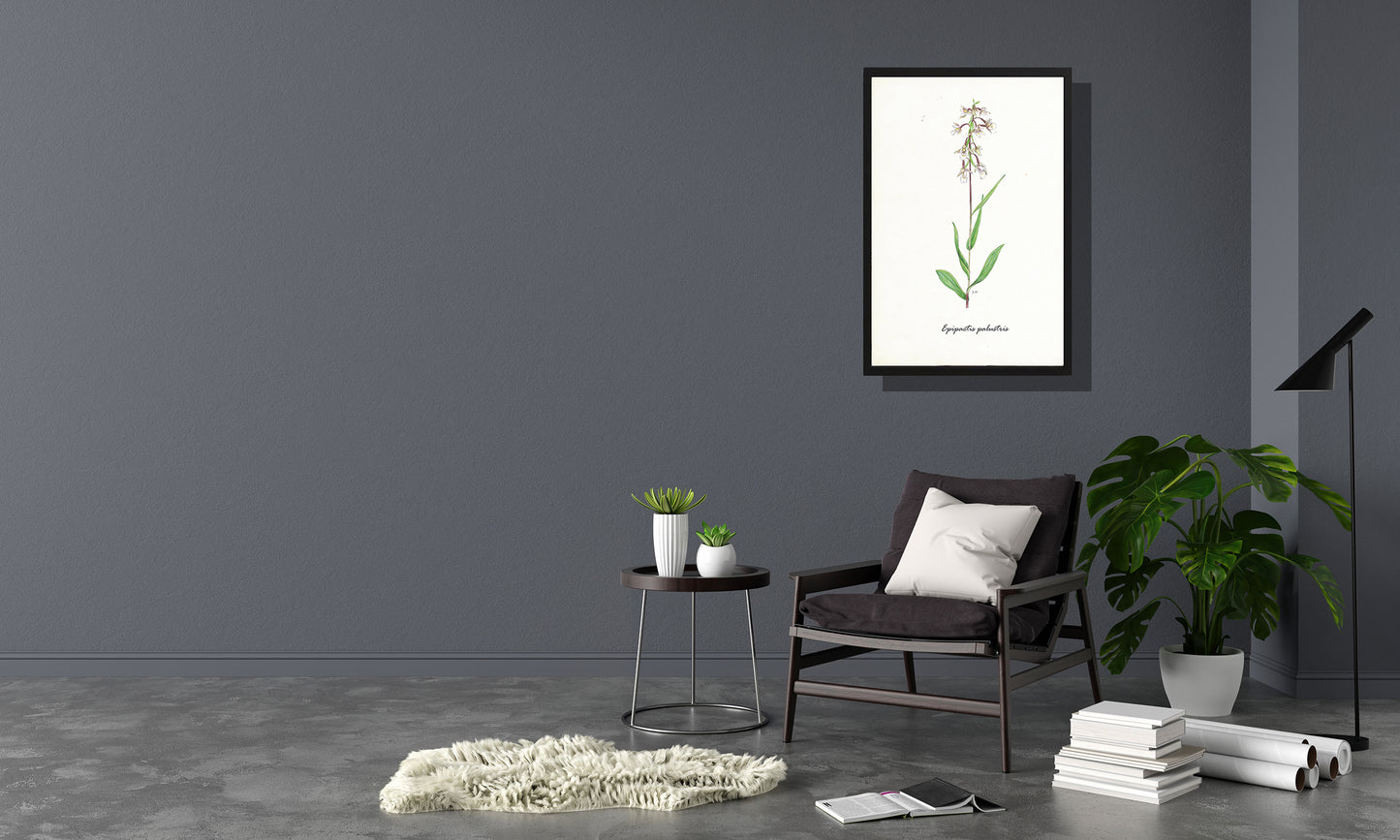 Ingelijst "Moeraswespenorchis"