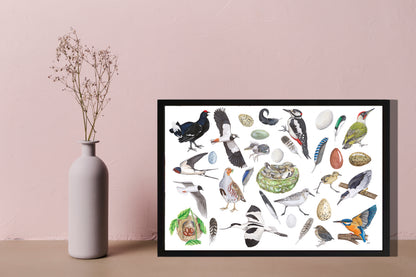 Ingelijst "Vogels, het leven van"