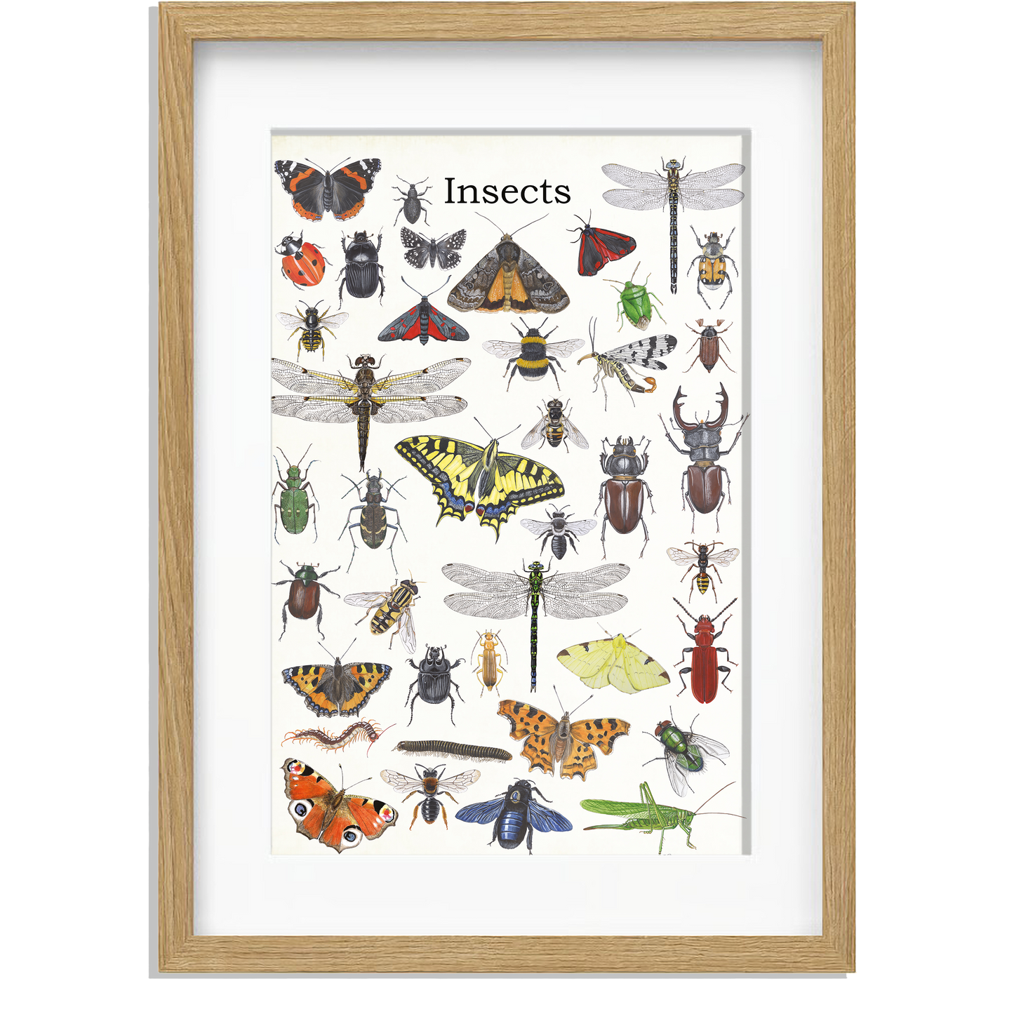 Ingelijst "Insects"