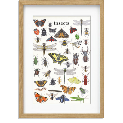 Ingelijst "Insects"